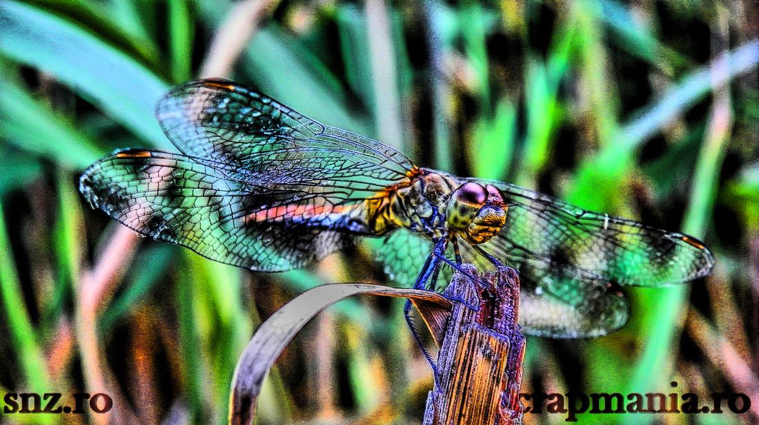 Best off-2 - 100_5592_hdr_mode_2.jpg